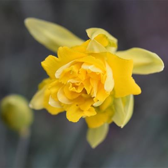 Narcissus 'Rip van Winkle' Narcissus 'Rip van Winkle'