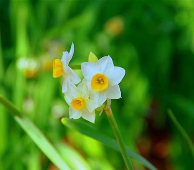 Narcissus canaliculatus