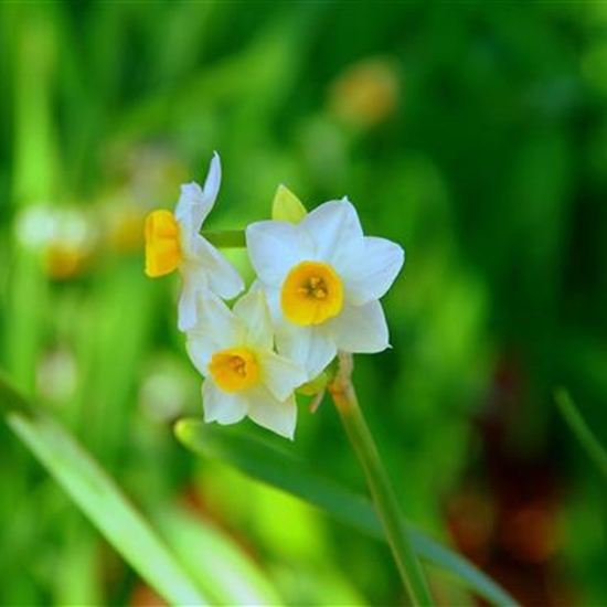 Narcissus canaliculatus
