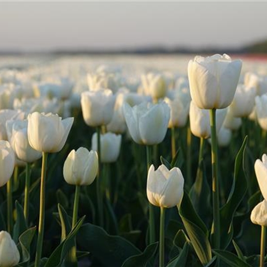 Tulipa 'Agrass White'