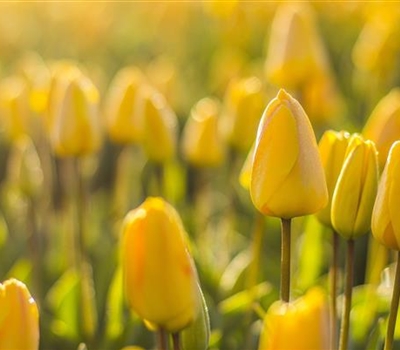 Tulipa 'Golden Apeldoorn'