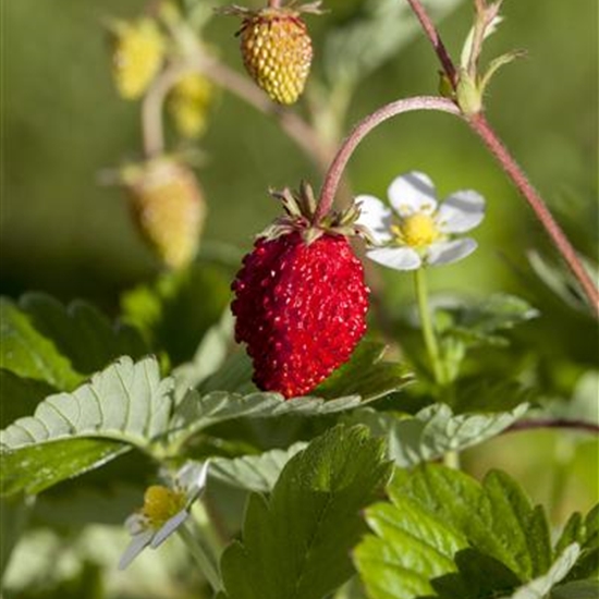 Fragaria vesca Fragaria vesca