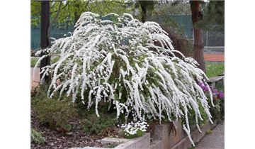 Gartenpflanzen Daepp