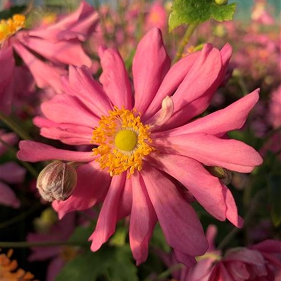 Anemone hupehensis 'Prinz Heinrich' Anemone hupehensis 'Prinz Heinrich'