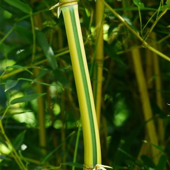 Phyllostachys aureosulcata spectabilis Phyllostachys aureosulcata spectabilis