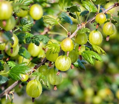 Ribes uva-crispa 'Invicta'