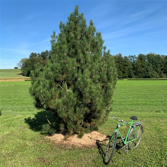 Pinus heldreichii Nr. 197 Pinus heldreichii Nr. 197