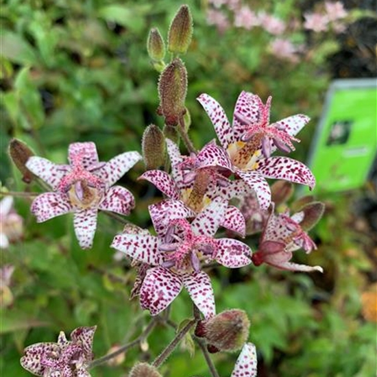 Tricyrtis hirta