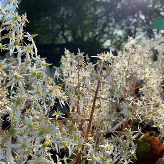Saxifraga fortunei Saxifraga fortunei