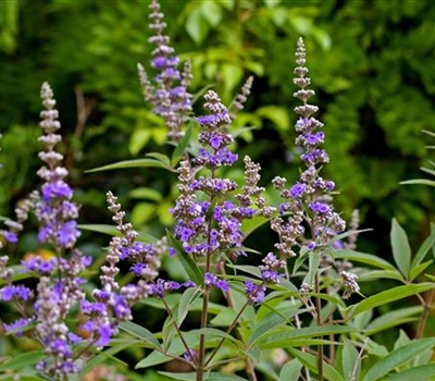 Vitex agnus-castus