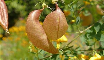 Zum Vergrößern klicken Bildvorschau