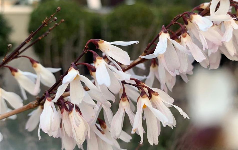 Abeliophyllum distichum Abeliophyllum distichum