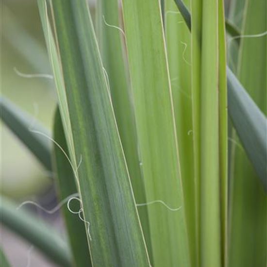 Yucca filamentosa