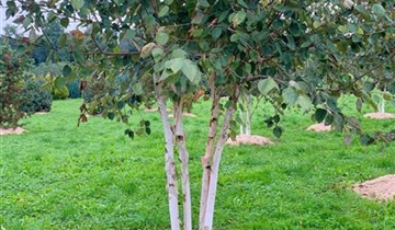 Bildvorschau
