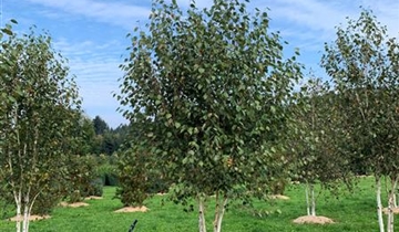 Bildvorschau