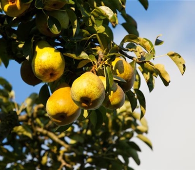 Pyrus communis 'Hardy' (Gellerts Butterbirne)