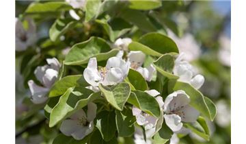 Gartenpflanzen Daepp Gartenpflanzen Daepp