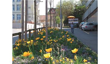 Gartenpflanzen Daepp