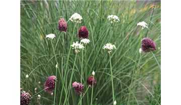 Gartenpflanzen Daepp