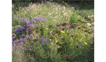 Gartenpflanzen Daepp