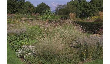 Gartenpflanzen Daepp