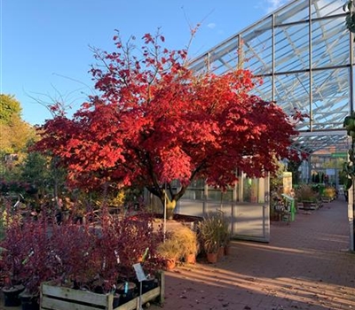Acer japonicum 'Aconitifolium' Nr. 30