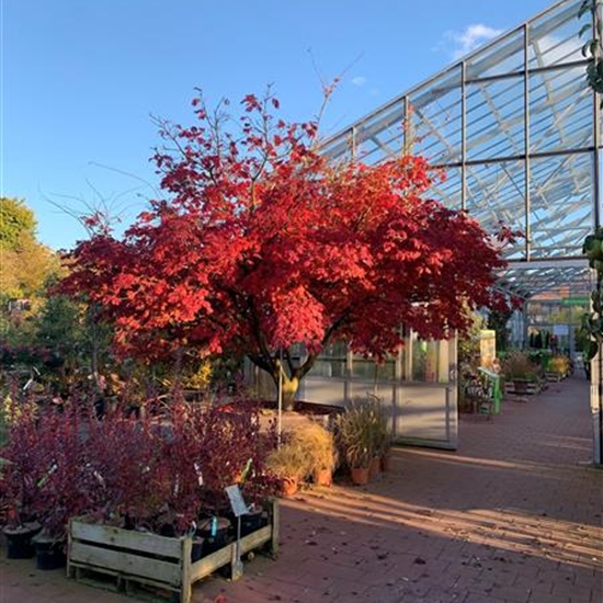 Acer japonicum 'Aconitifolium' Nr. 30