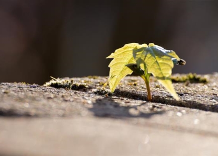 Pflanzen für den Klimagarten