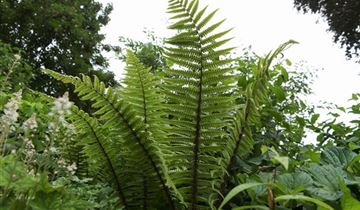 Zum VergrĂ¶ĂŸern klicken Bildvorschau