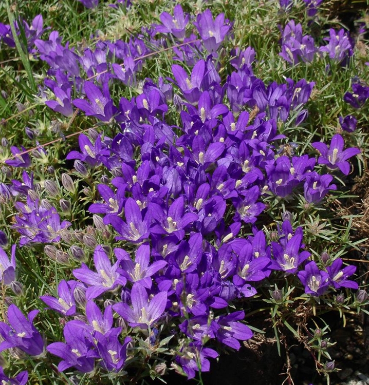 Büschelglockenblume