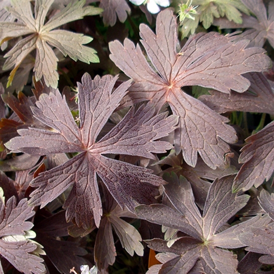Geranium maculatum 'Espresso' Geranium maculatum 'Espresso'
