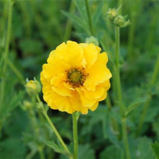 Geum chiloense 'Lady Stratheden' Geum chiloense 'Lady Stratheden'