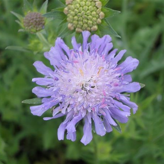 Knautia arvensis Knautia arvensis