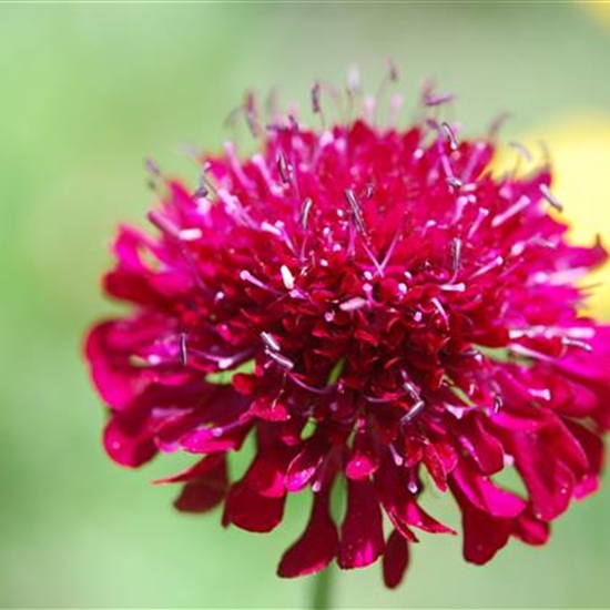 Knautia macedonica Knautia macedonica