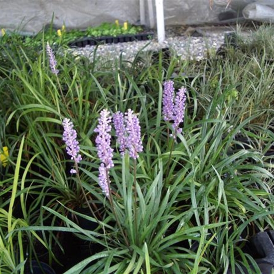 Liriope muscari 'Ingwersen' Liriope muscari 'Ingwersen'