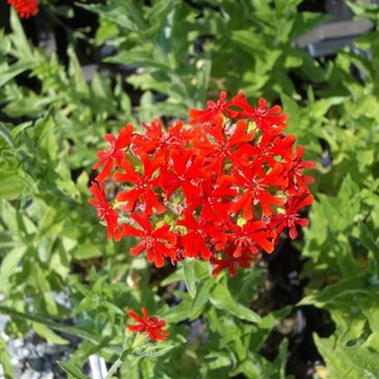Lychnis chalcedonica Lychnis chalcedonica