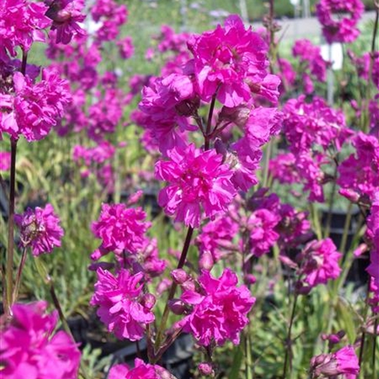 Lychnis viscaria 'Plena' Lychnis viscaria 'Plena'
