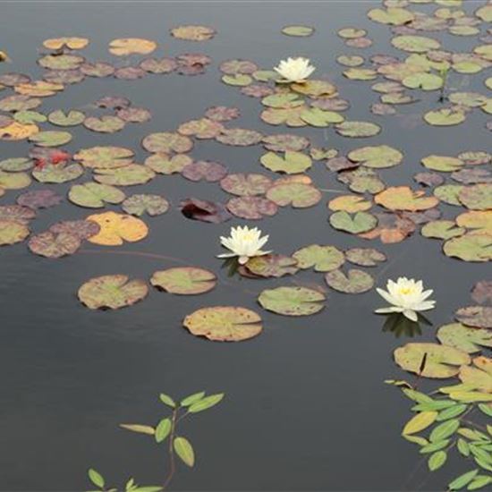 Nymphaea 'Colonel A.J. Welch' Nymphaea 'Colonel A.J. Welch'