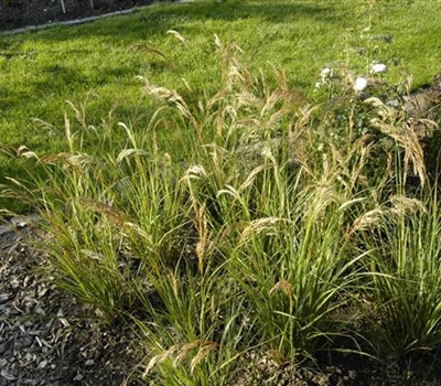 Achnatherum calamagrostis 'Algäu'