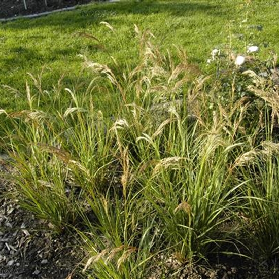 Achnatherum calamagrostis 'Algäu' Achnatherum calamagrostis 'Algäu'