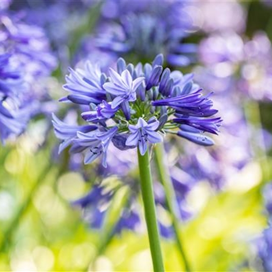 Agapanthus (Trumpet-Gruppe) 'Dr Brouwer'