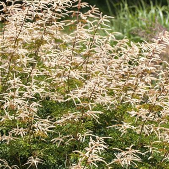 Aruncus 'Horatio' Aruncus 'Horatio'