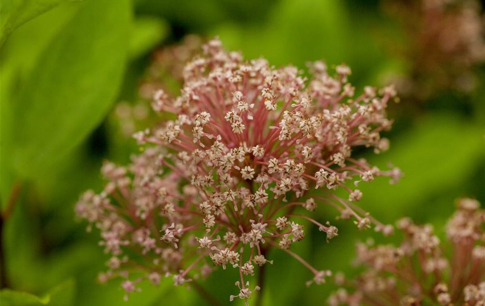 Ceanothus pallidus (x) 'Marie Simon' Ceanothus pallidus (x) 'Marie Simon'