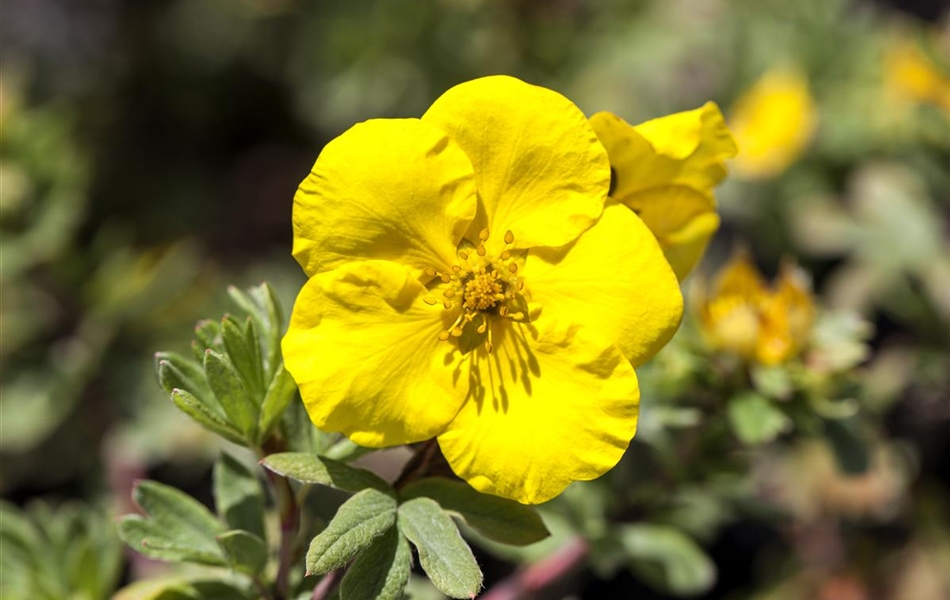 Potentilla fruticosa 'Goldfinger' Potentilla fruticosa 'Goldfinger'