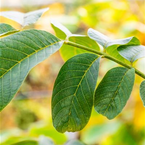 Juglans regia veredelt