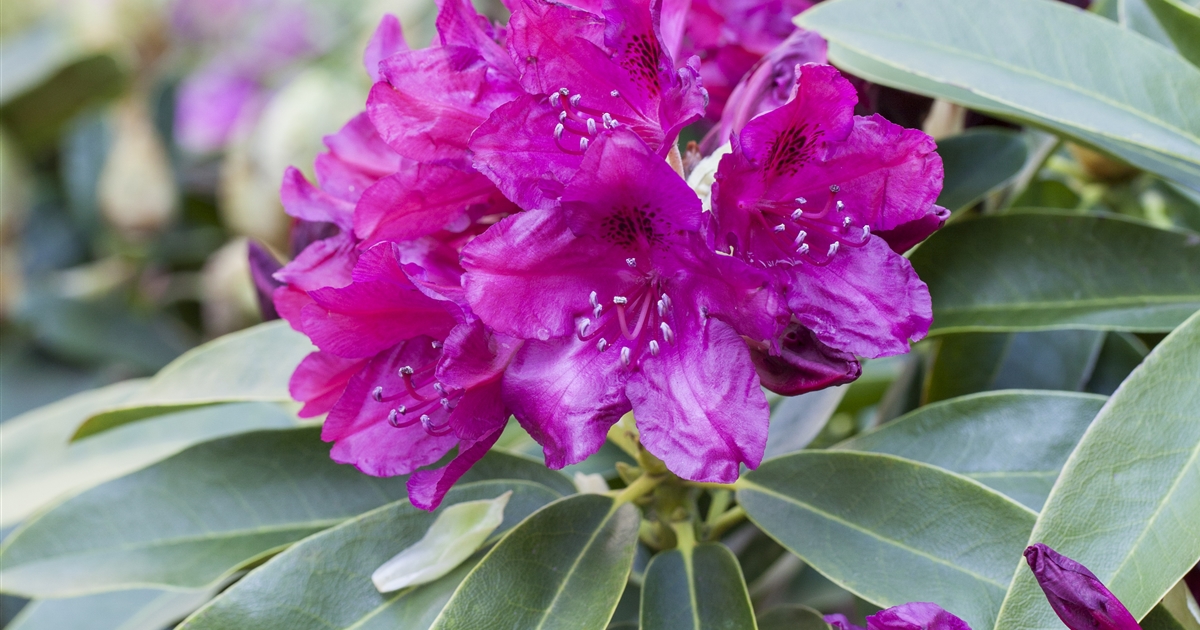 Rhododendron (Catawbiense-Gruppe) 'Old Port', Rhododendron - Gartenpflanzen  Daepp