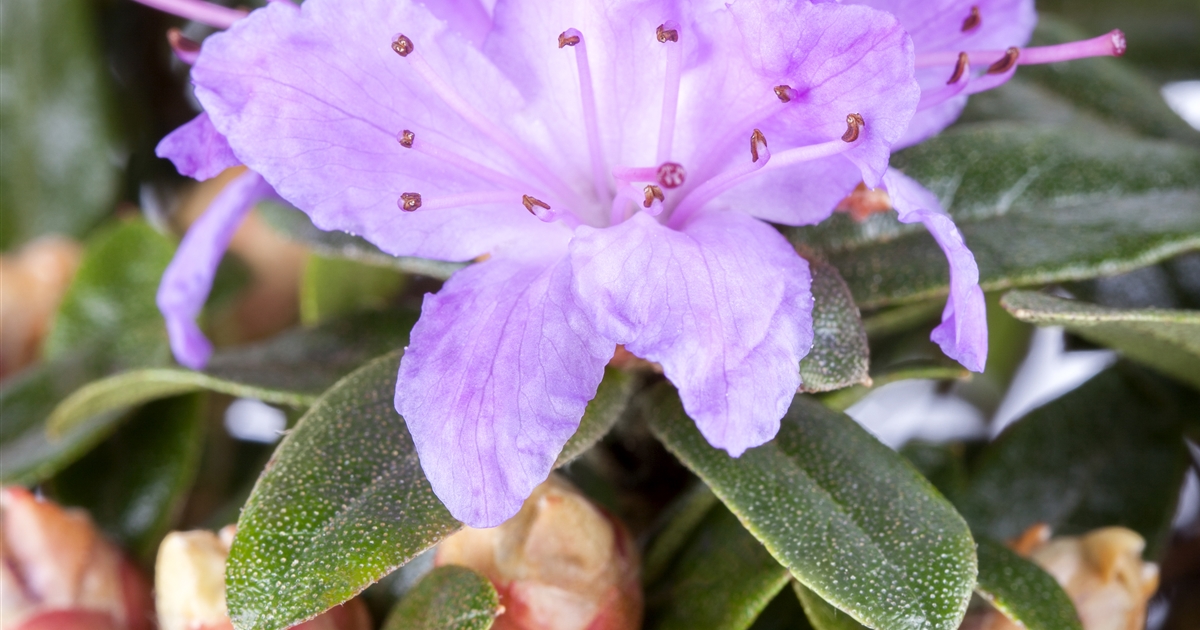 Rhododendron (Impeditum-Gruppe) 'Blue Tit', Rhododendron - Gartenpflanzen  Daepp