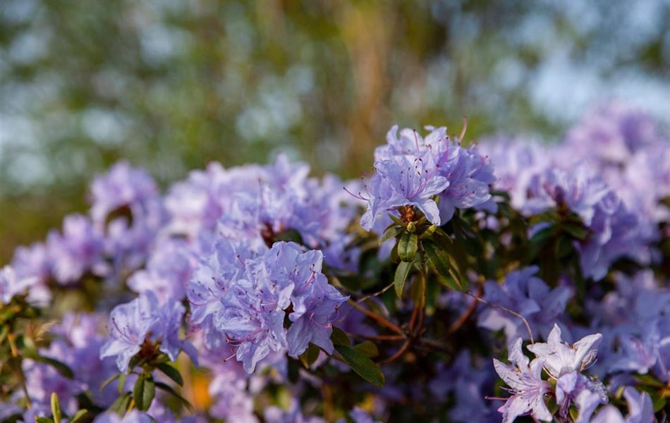 Rhododendron (Lapponicum-Gruppe) 'Gletschernacht'