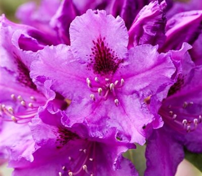 Rhododendron (Ponticum-Gruppe) 'Azurro'