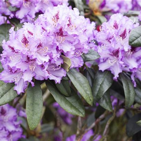 Rhododendron (Ponticum-Gruppe) 'Blue Peter'